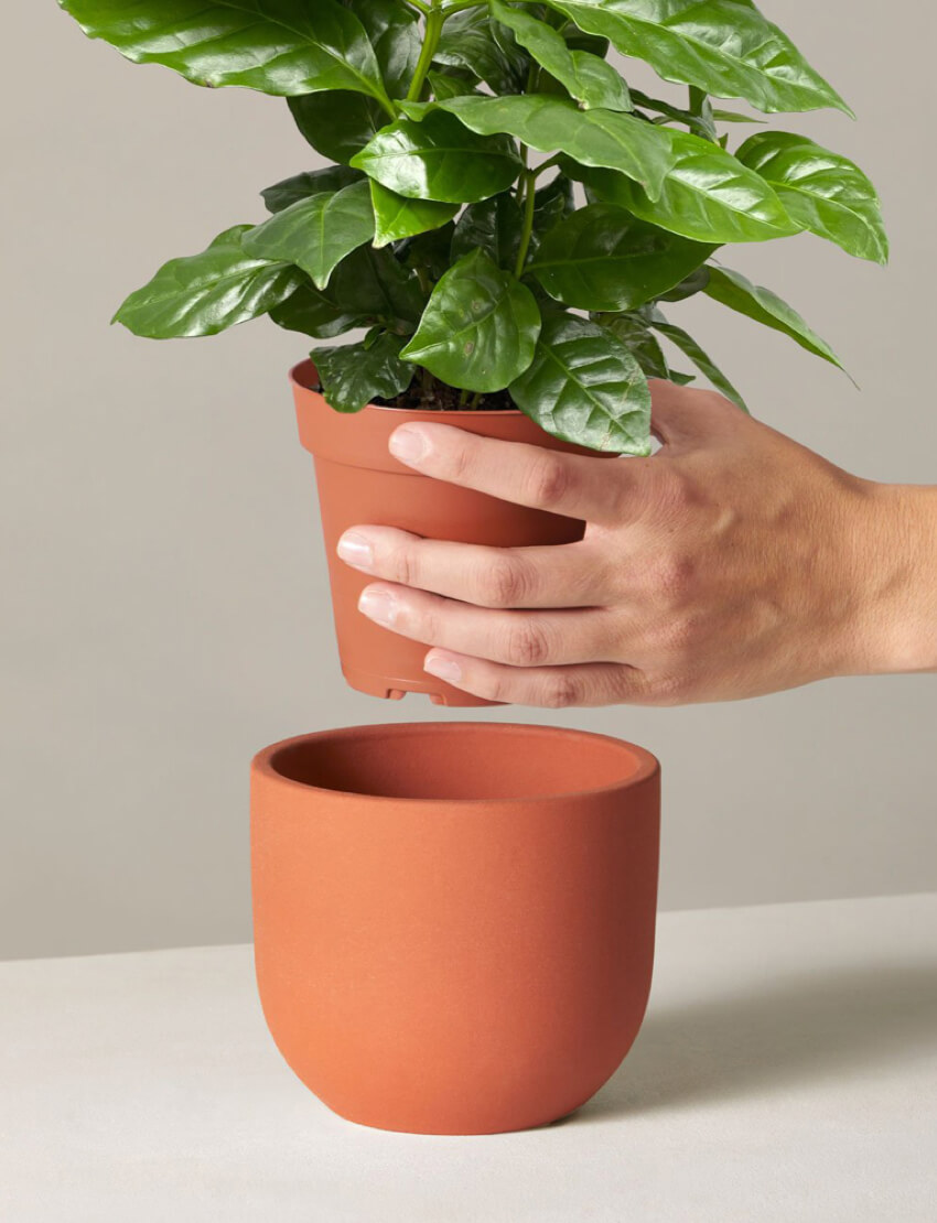 Coffee Plant - Image 2