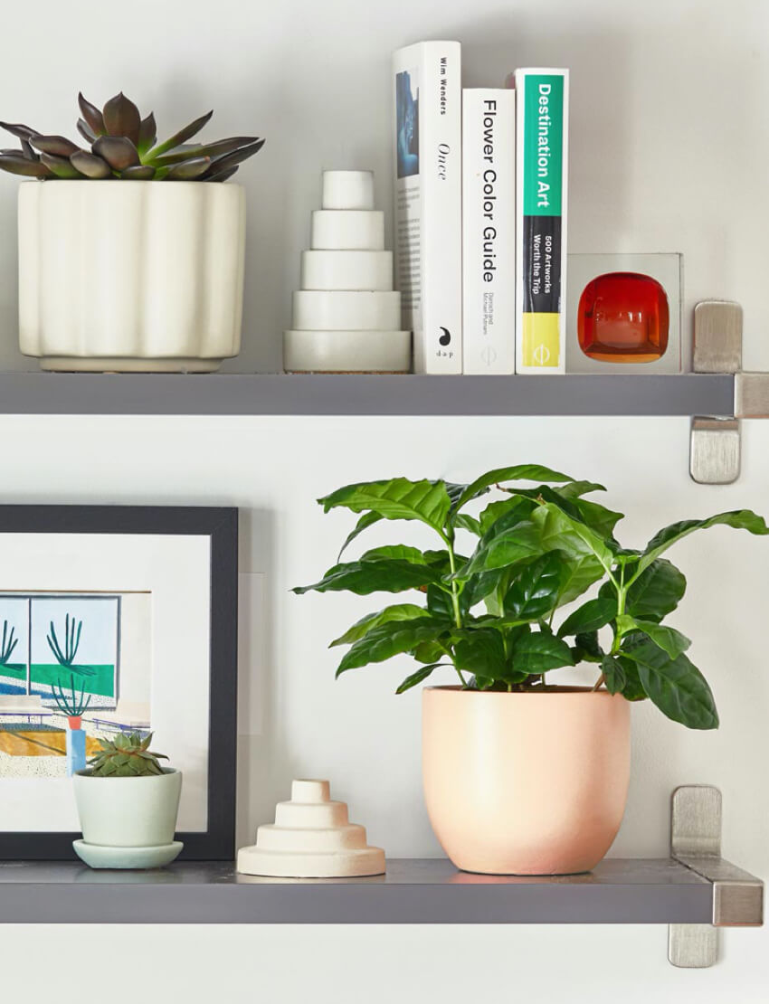 Coffee Plant - Image 3