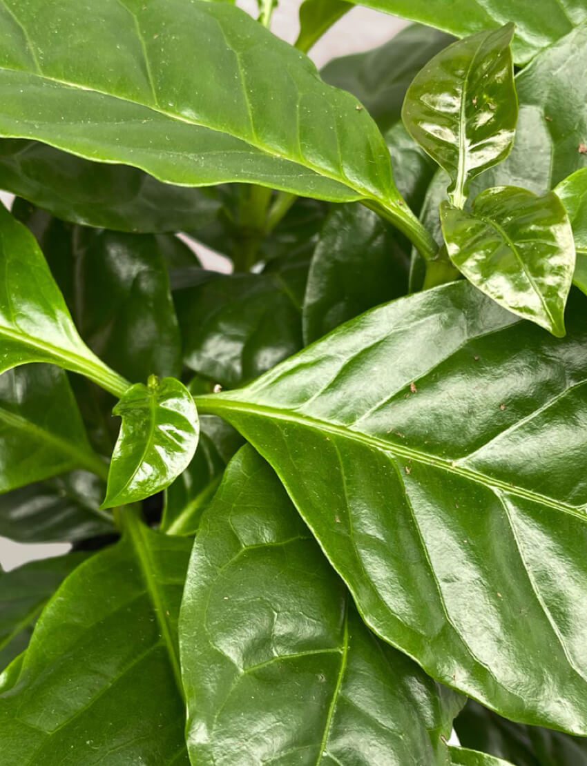 Coffee Plant - Image 4