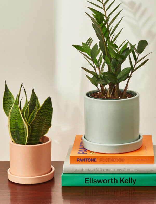 ZZ Plant - Image 2