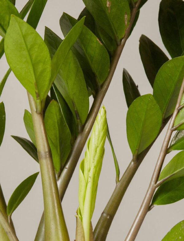 ZZ Plant - Image 3