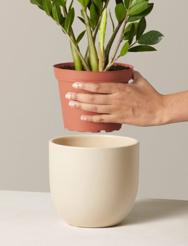 ZZ Plant - Image 4