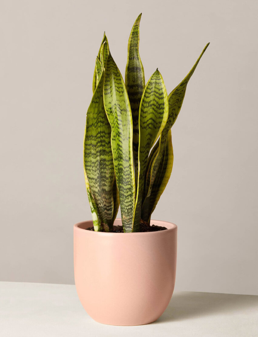 Plant Set - Image 2