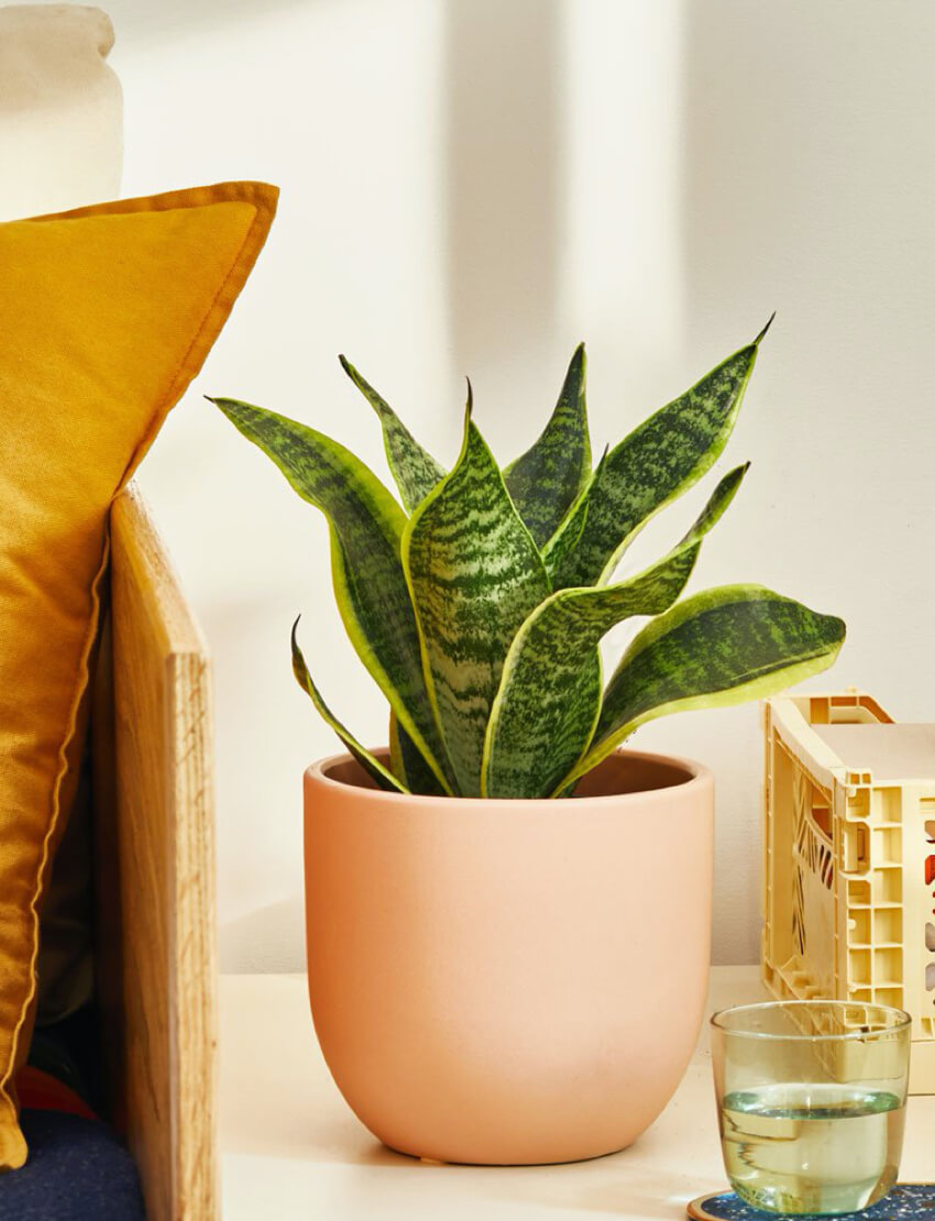 Snake Plant Laurentii - Image 2