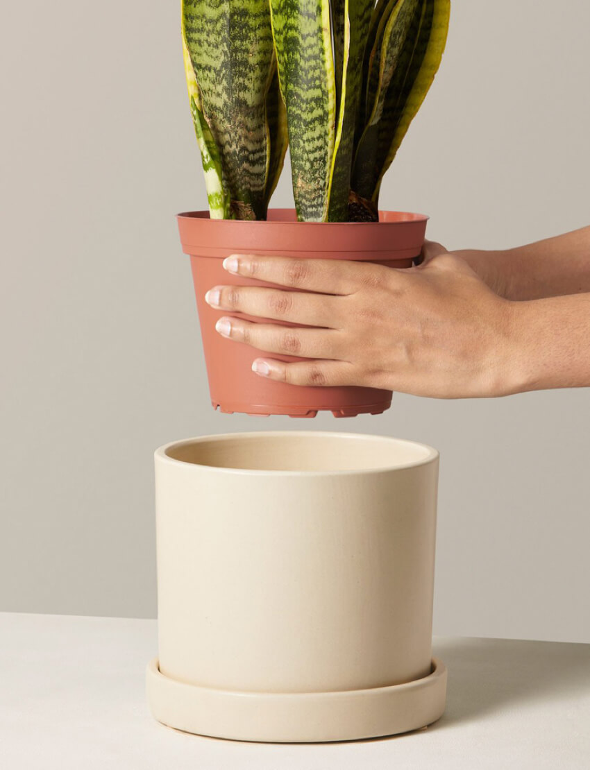 Snake Plant Laurentii - Image 4