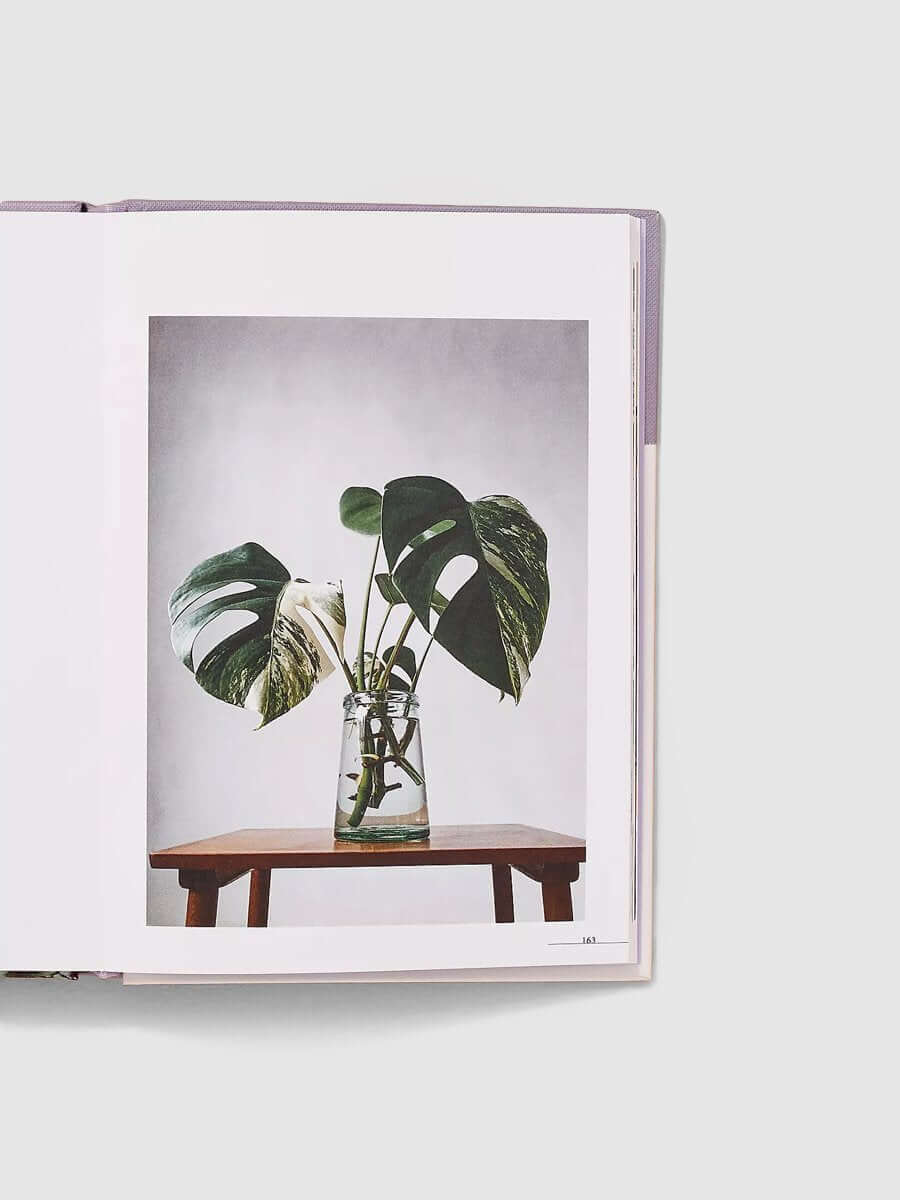 House Plant - Image 2